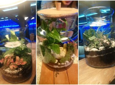 Las w słoiku – Stare Kino